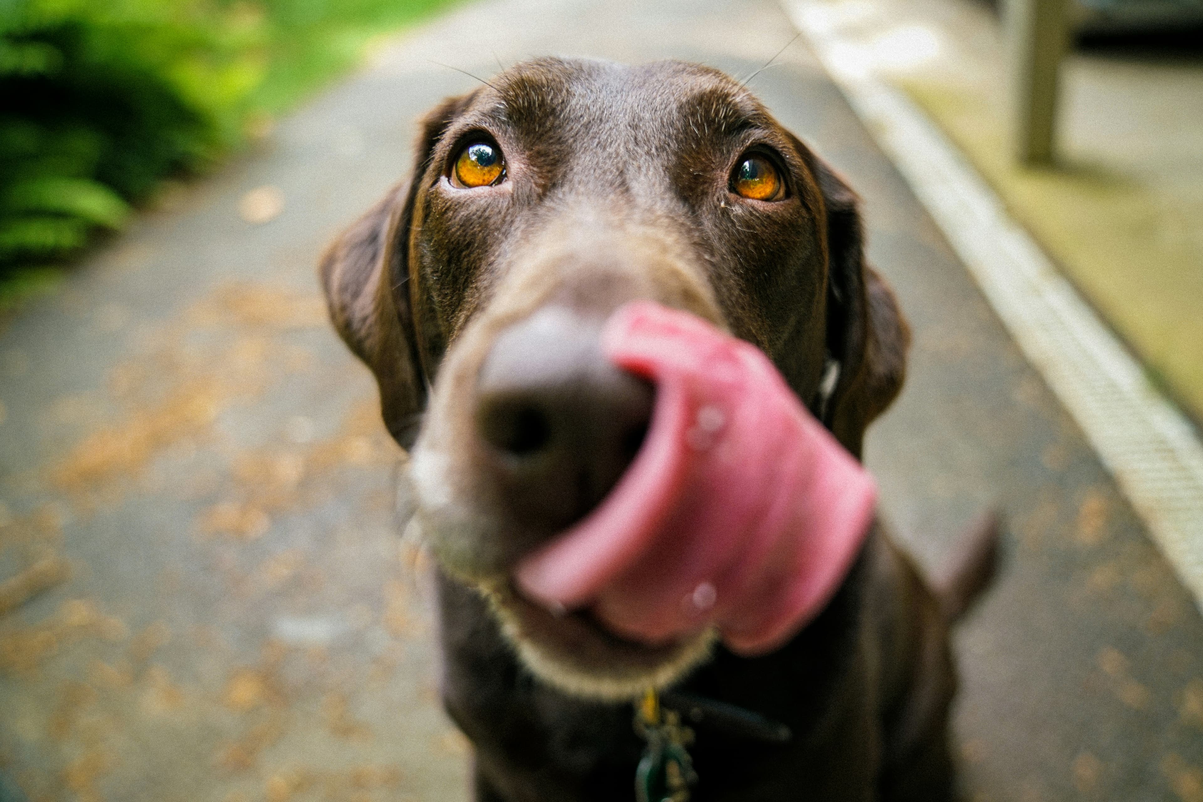 Curious dog tilting its head