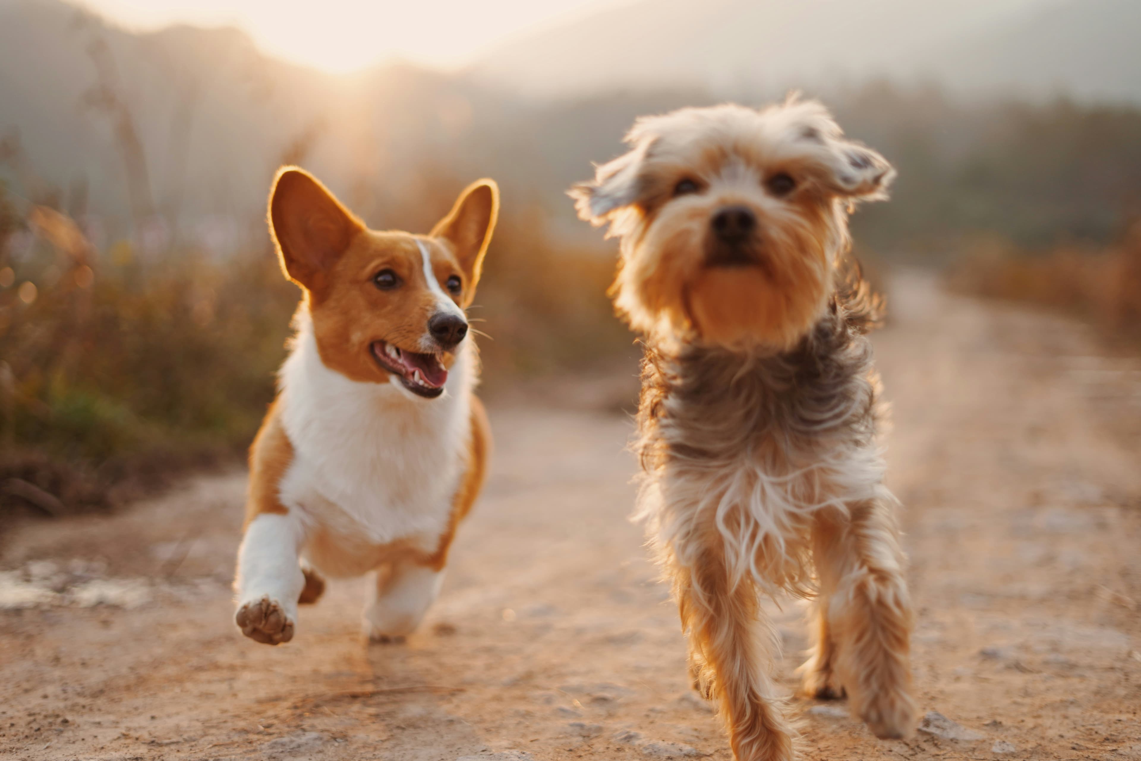 Two dogs walking together on a leash