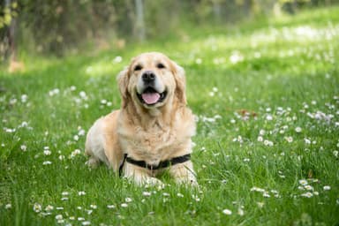 Large dog standing beside owner outdoors