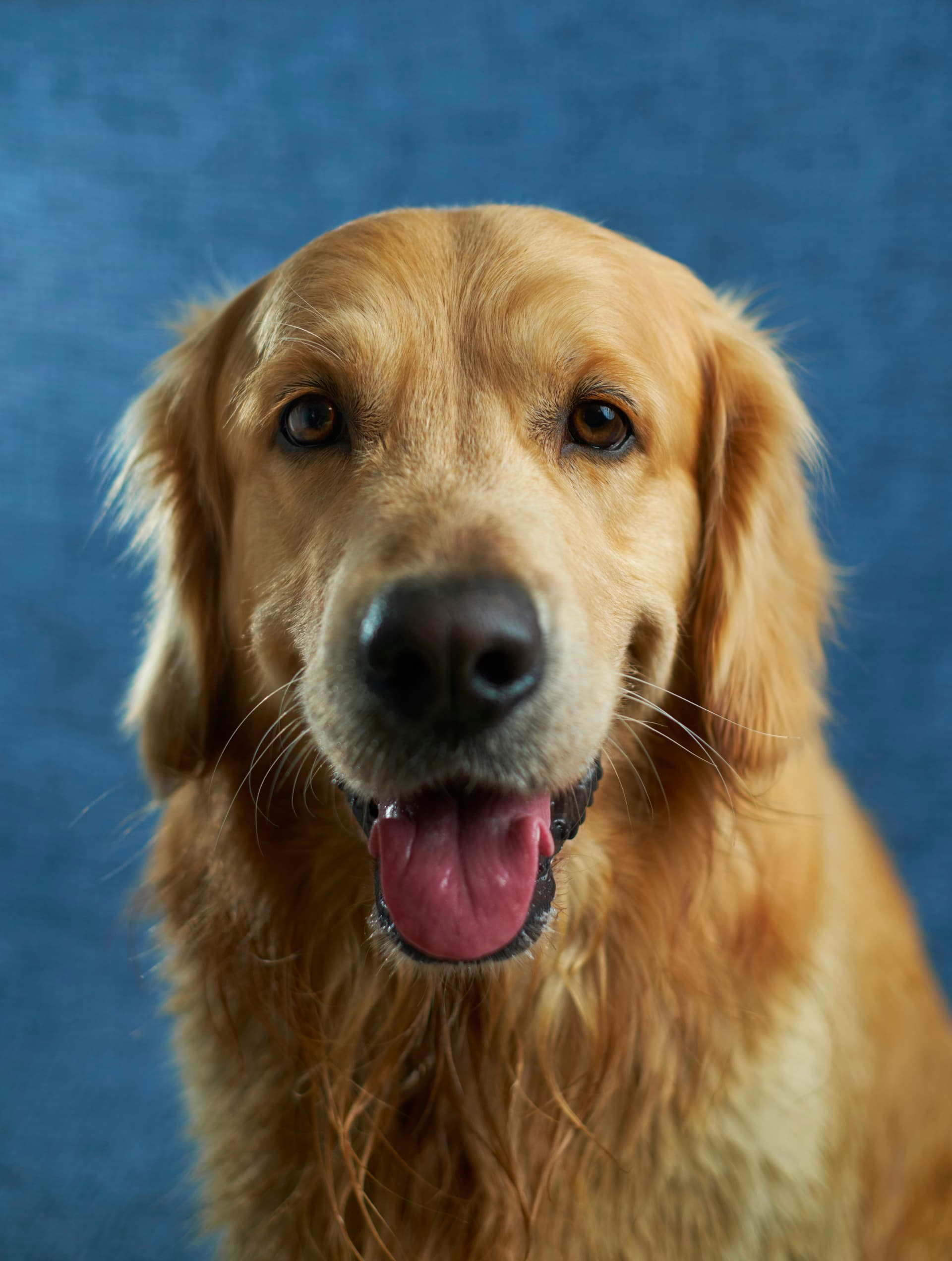 relaxed dog representing dog years to human years science